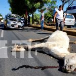 Caballo suelto provoca accidente con taxi en Masaya