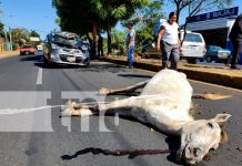 Caballo suelto provoca accidente con taxi en Masaya