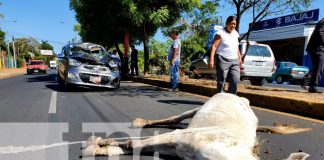 Caballo suelto provoca accidente con taxi en Masaya