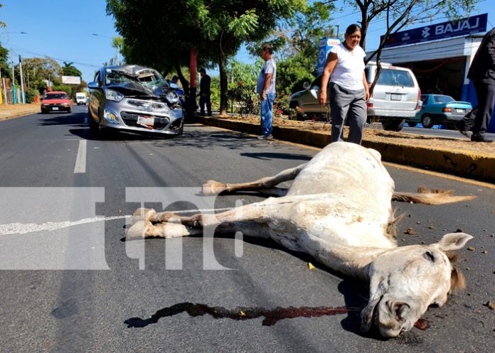 Caballo suelto provoca accidente con taxi en Masaya
