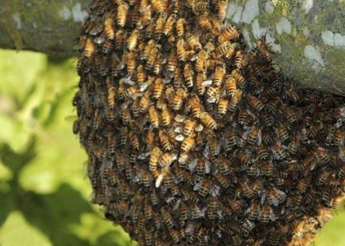 ¿Cómo llegaron las abejas africanizadas que están matando en Centroamérica?