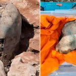 Encuentran en Croacia casco de guerra de más de 2.000 años Foto: Descubrimiento en Croacia /cortesía