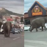 El caos se armó: Elefante se escapa de un circo en Montana, Estados Unidos El caos se armó: Elefante se escapa de un circo en Montana, Estados Unidos