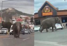 El caos se armó: Elefante se escapa de un circo en Montana, Estados Unidos