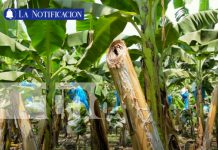Foto: "La Coquimba" la finca que impulsa el desarrollo económico y social en Chinandega/TN8