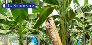 Foto: "La Coquimba" la finca que impulsa el desarrollo económico y social en Chinandega/TN8