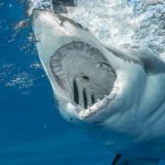 Tiburón blanco arranca la pierna de un adolescente en Australia