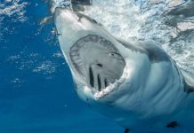 Mientras pescaba: Tiburón blanco arranca la pierna de un adolescente en Australia Tiburón blanco arranca la pierna de un adolescente en Australia