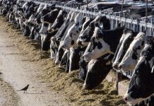 En Texas una persona se infecta de gripe aviar tras contacto con ganado En Texas una persona se infecta de gripe aviar tras contacto con ganado