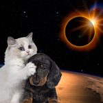 ¿El eclipse solar afecta a los animales salvajes y domésticos? Foto: ¿El eclipse solar afecta a los animales salvajes y domésticos? / Cortesìa