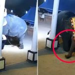 En medio de un show en la India, elefante aplasta a un hombre (VIDEO) En medio de un show en la India, elefante aplasta a un hombre (VIDEO)