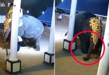 En medio de un show en la India, elefante aplasta a un hombre (VIDEO) En medio de un show en la India, elefante aplasta a un hombre (VIDEO)