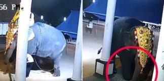 En medio de un show en la India, elefante aplasta a un hombre (VIDEO)
