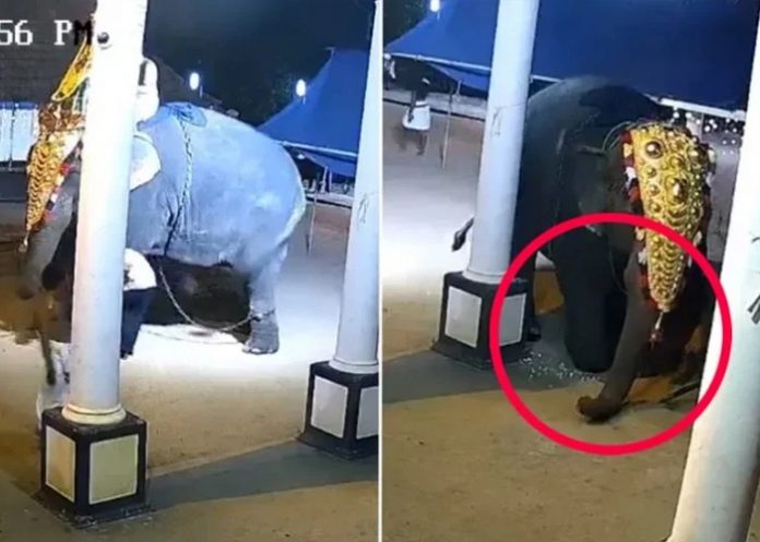 2 En medio de un show en la India, elefante aplasta a un hombre (VIDEO)