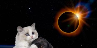 Foto: ¿El eclipse solar afecta a los animales salvajes y domésticos? / Cortesìa