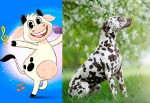 «Ja-Ja»: Niña canta «La vaca Lola» a un perro dálmata pensando que era una vaca Confundió a un perro dálmata y le cantó “la vaca Lola”