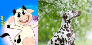 Confundió a un perro dálmata y le cantó “la vaca Lola”