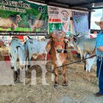 IPSA certifica más de 300 animales de diferentes razas en Camoapa