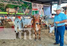 IPSA garantiza seguridad sanitaria en Feria Ganadera Camoapa 2024 IPSA certifica más de 300 animales de diferentes razas en Camoapa