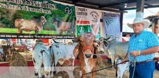 IPSA certifica más de 300 animales de diferentes razas en Camoapa