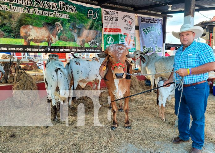 IPSA certifica más de 300 animales de diferentes razas en Camoapa