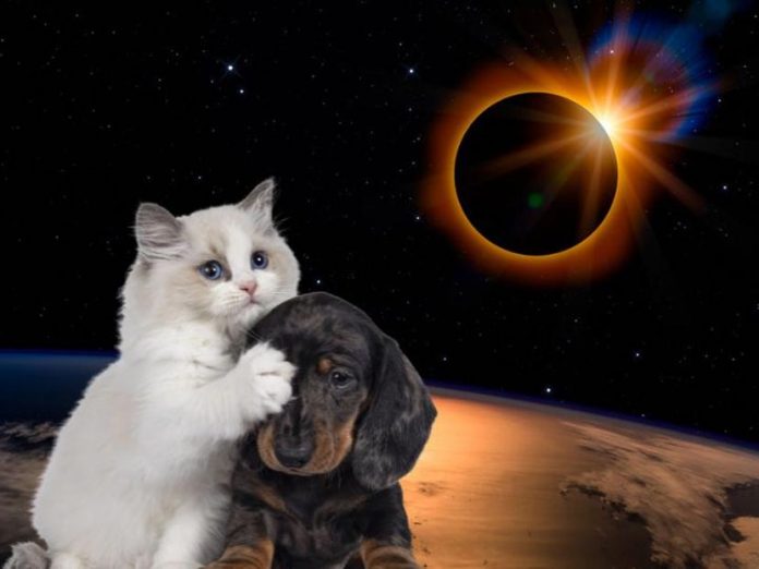 2 Foto: ¿El eclipse solar afecta a los animales salvajes y domésticos? / Cortesìa