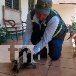 MARENA en conjunto con la comunidad rescatan a un Oso Hormiguero en Granada Oso Hormiguero de chaleco en Granada