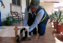 MARENA en conjunto con la comunidad rescatan a un Oso Hormiguero en Granada Oso Hormiguero de chaleco en Granada