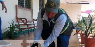 Oso Hormiguero de chaleco en Granada