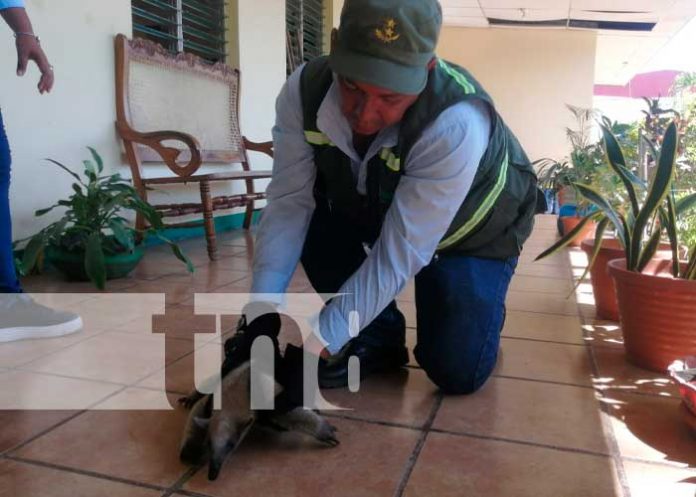 Oso Hormiguero de chaleco en Granada