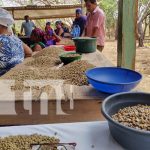 Gobierno acompaña cosecha cafetalera en la Isla de Ometepe