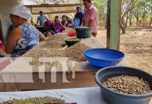 Gobierno acompaña cosecha cafetalera en la Isla de Ometepe