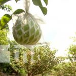 Productores de la guayaba china continúan en constante preparación