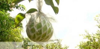 Productores de la guayaba china continúan en constante preparación