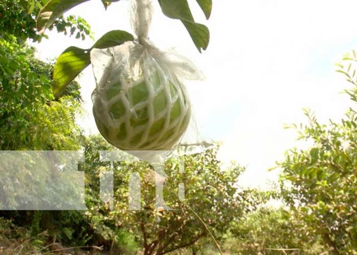 Productores de la guayaba china continúan en constante preparación