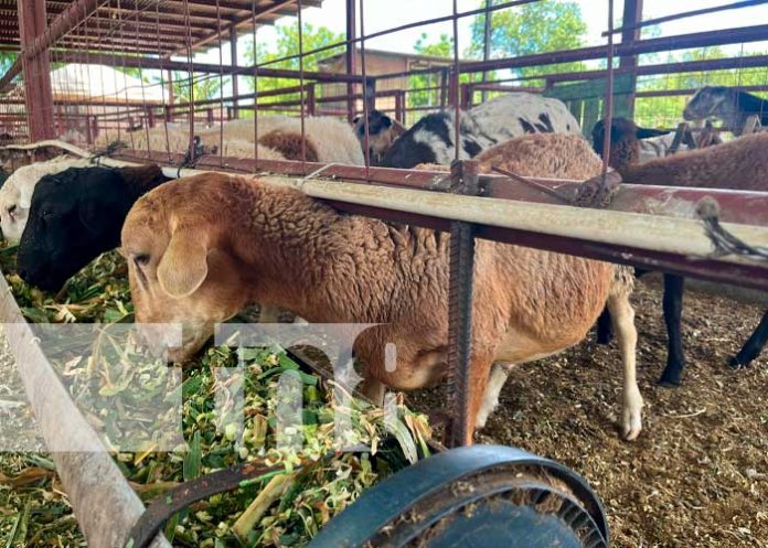 INTA, pionero en la organización de un Foro Nacional