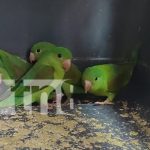 MARENA desarticula red de tráfico ilegal de aves protegidas en Jinotega Foto: MARENA desarticula red de tráfico ilegal de aves protegidas en Jinotega/TN8