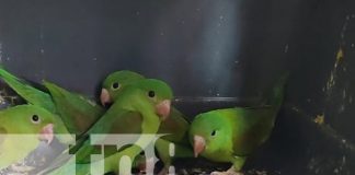 Foto: MARENA desarticula red de tráfico ilegal de aves protegidas en Jinotega/TN8