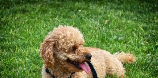 Hombre lanza a perrito del piso 12