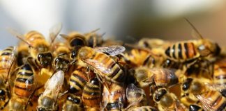 Advirtió sobre la presencia de “monstruos” en su cuarto
