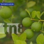 ¡Masaya, destacada potencia en producción de cítricos y turismo cultural en Nicaragua! Foto: ¡Masaya, destacada potencia en producción de cítricos y turismo cultural en Nicaragua!/TN8