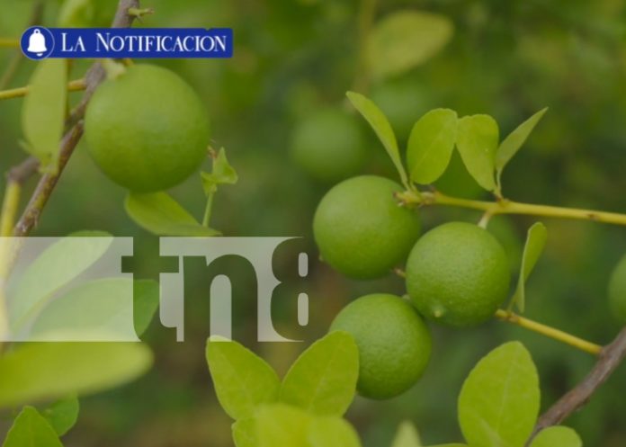 Foto: ¡Masaya, destacada potencia en producción de cítricos y turismo cultural en Nicaragua!/TN8