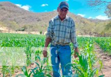 Estrategia productiva en Madriz genera buenos resultados en la cosecha de verano Bono de riego con buenos resultados en Yalagüina, Madriz
