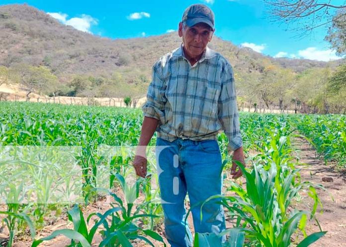 Bono de riego con buenos resultados en Yalagüina, Madriz