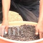 ¿Café desde Puerto Cabezas? Sí, y de buena calidad para el autoconsumo Foto: Buena calidad de café en Puerto Cabezas / TN8