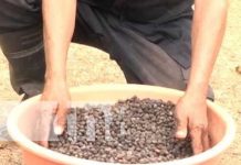 ¿Café desde Puerto Cabezas? Sí, y de buena calidad para el autoconsumo Foto: Buena calidad de café en Puerto Cabezas / TN8