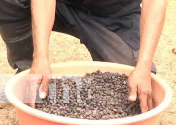 cafe-bil-13 Foto: Buena calidad de café en Puerto Cabezas / TN8