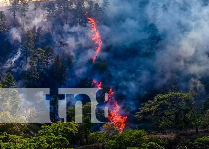 Foto: Control de incendio forestal en La Coquimba, Nueva Segovia / TN8