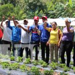 La producción de fresas se ve dulce y en aumento para Madriz Foto: Producción de fresas en Madriz / TN8