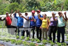La producción de fresas se ve dulce y en aumento para Madriz Foto: Producción de fresas en Madriz / TN8